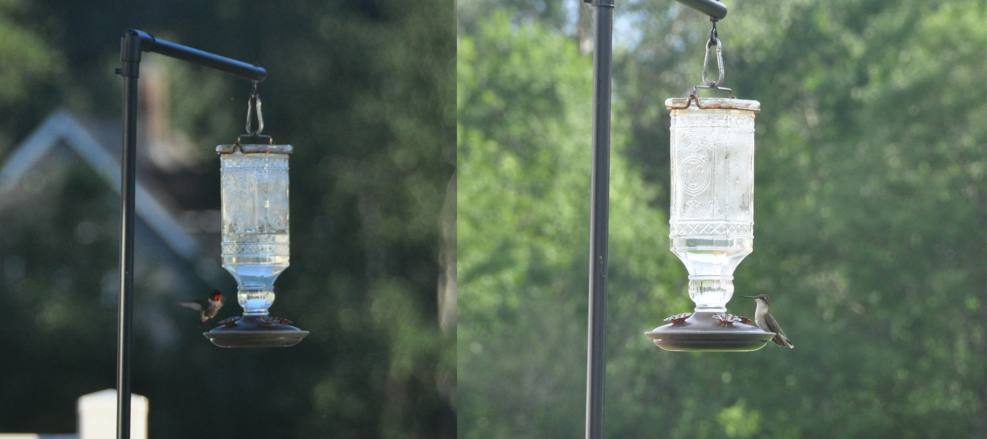 Hummingbirds